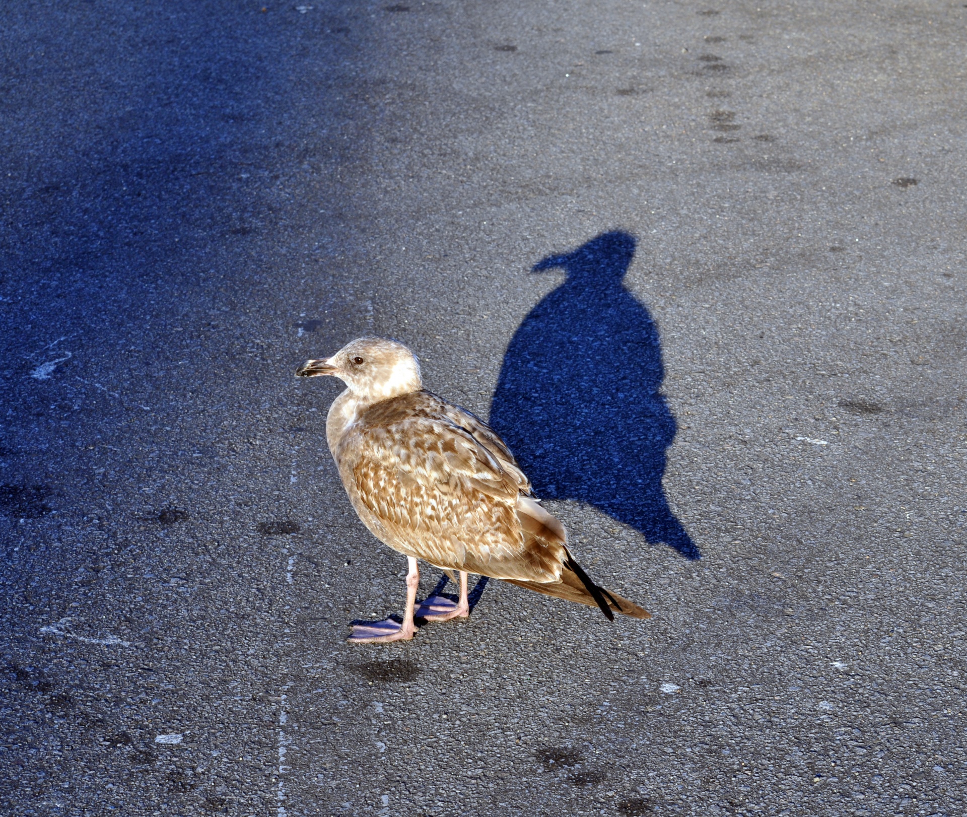 seagull baby immature seagull free photo