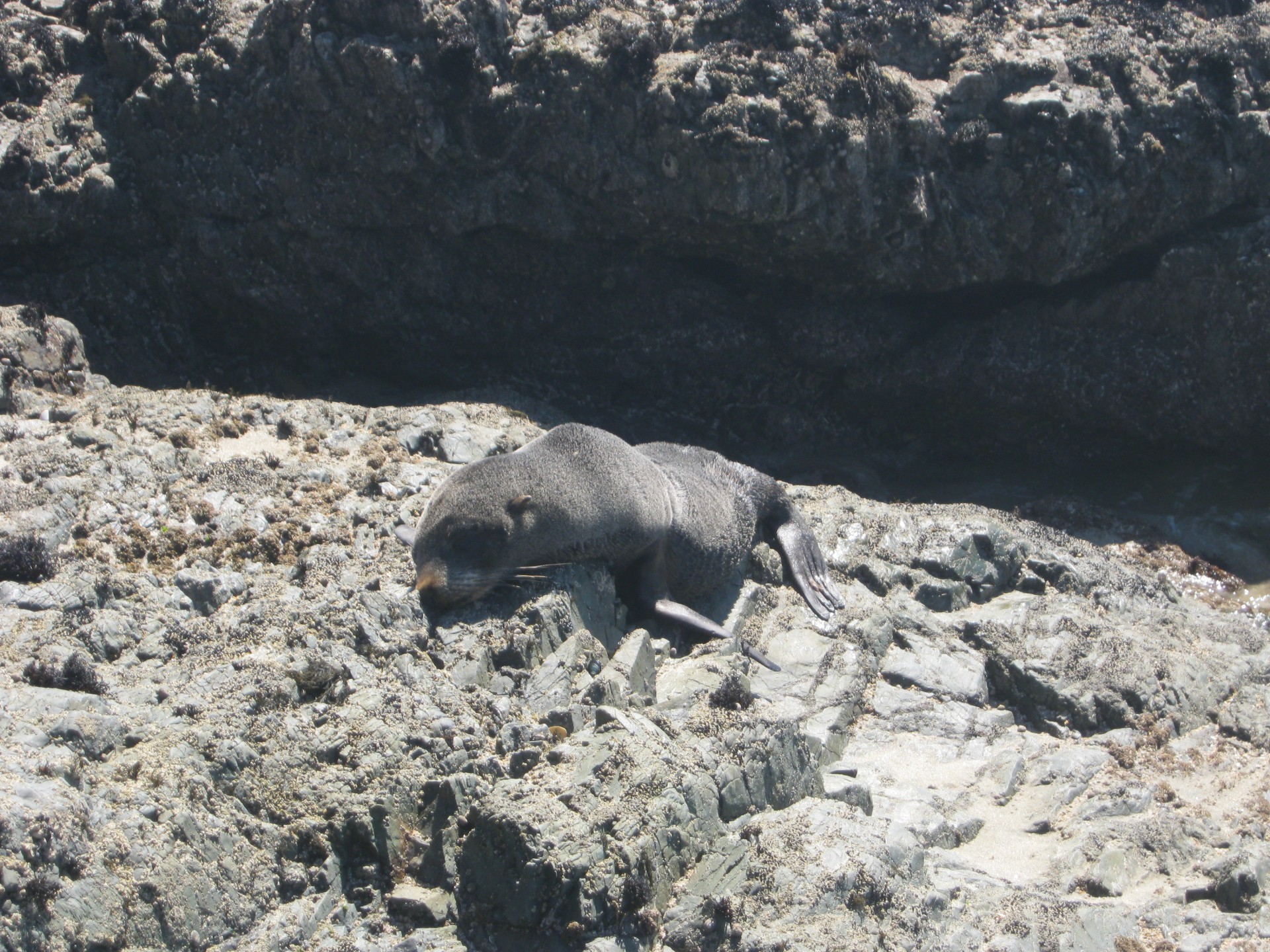 seal animal sea free photo