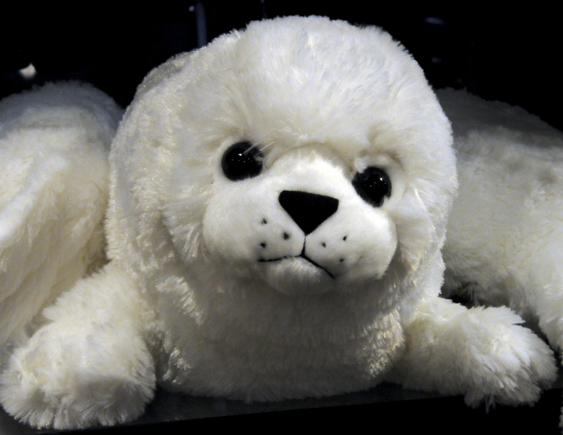 seal cute stuffed animal free photo
