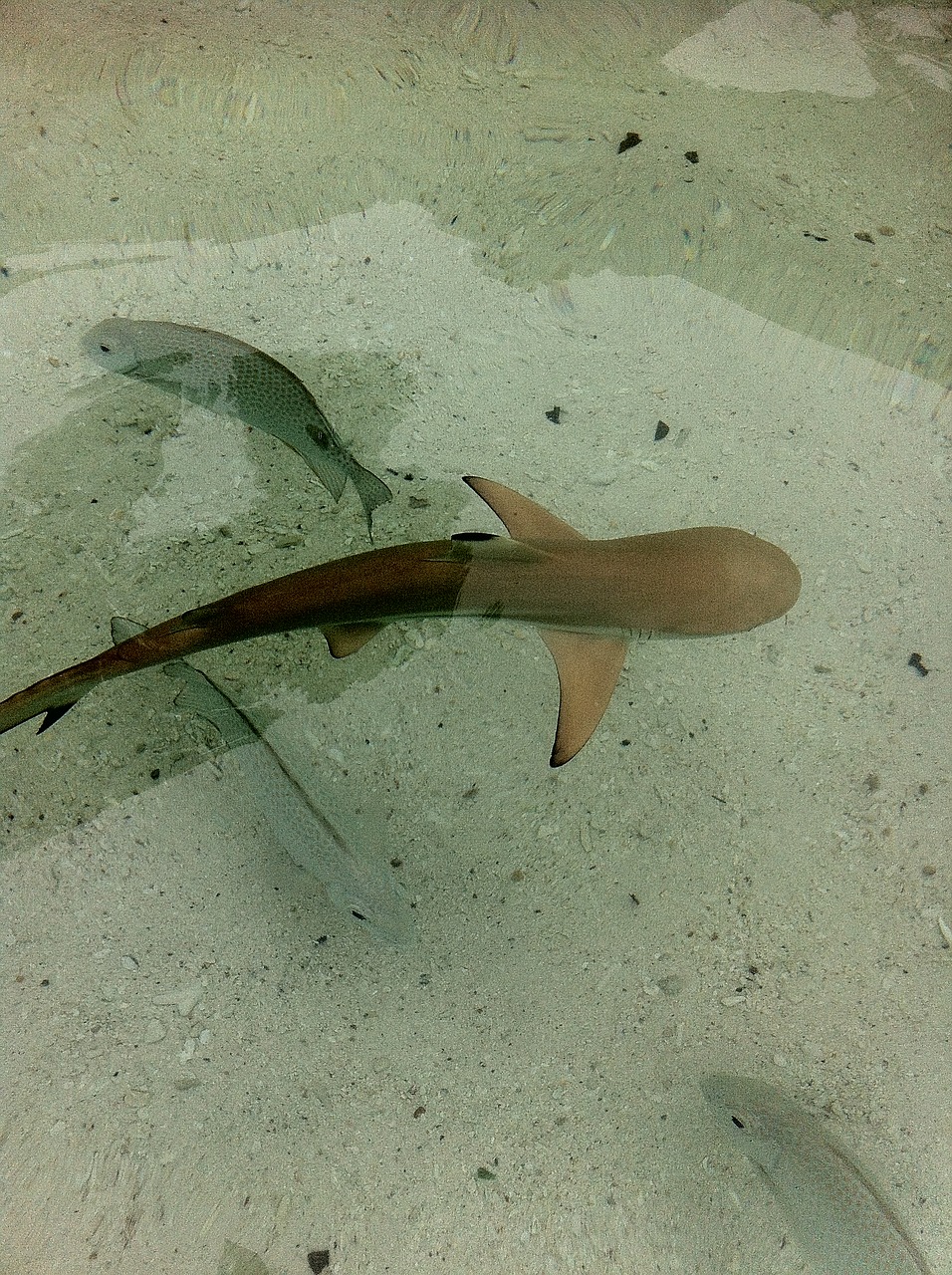 baby shark shark malaysia free photo