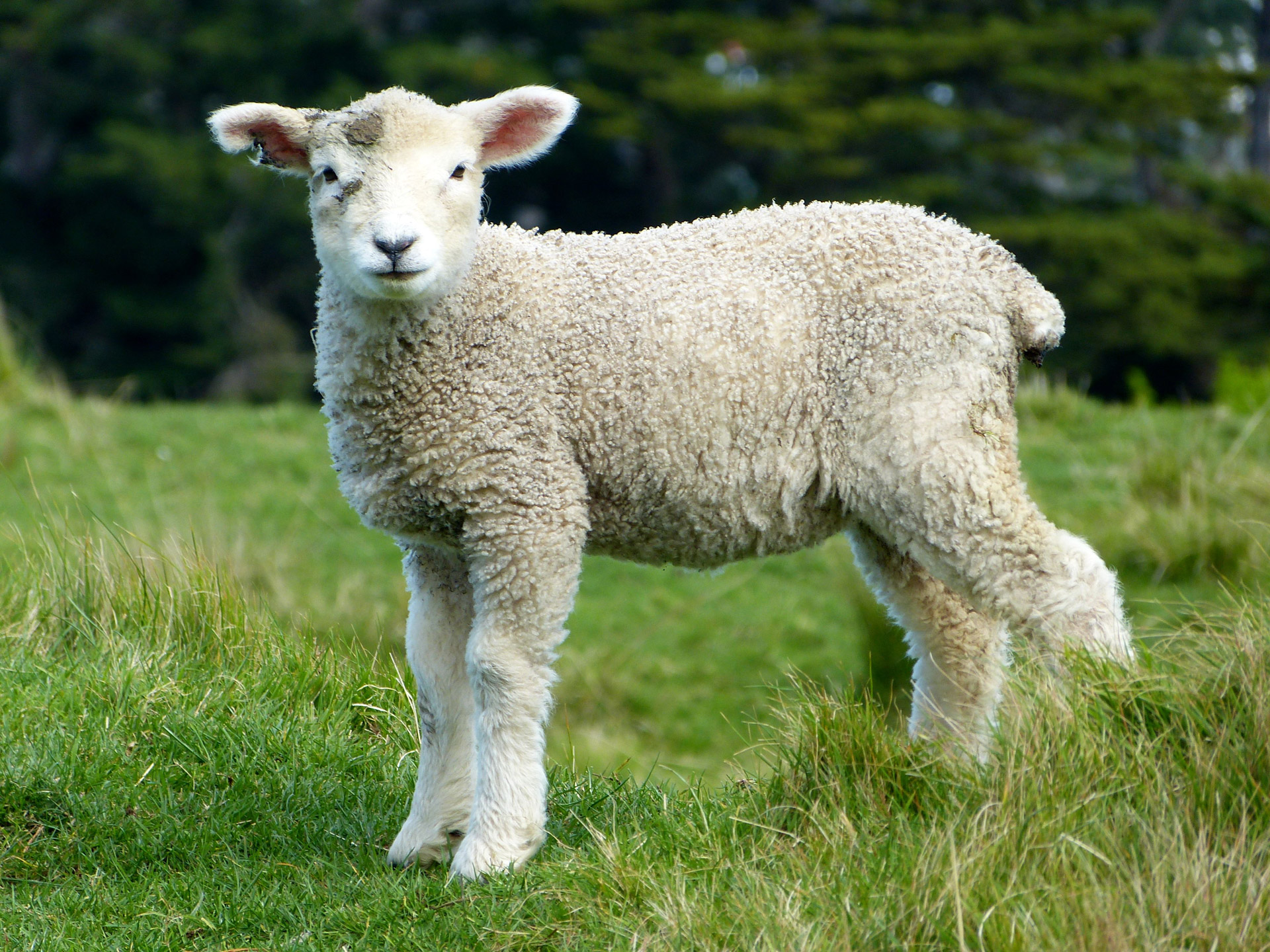 sheep grass new zealand free photo