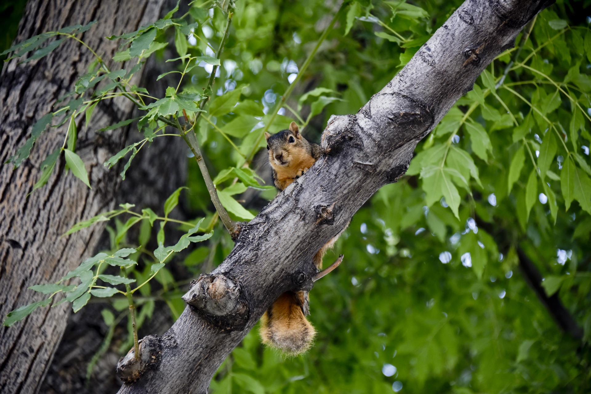 squirrel baby tree free photo