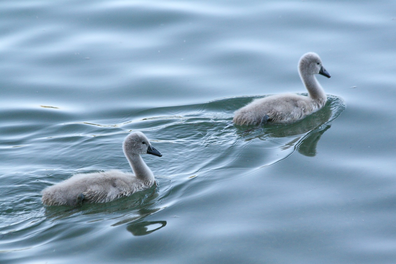 baby swan baby swans swan free photo