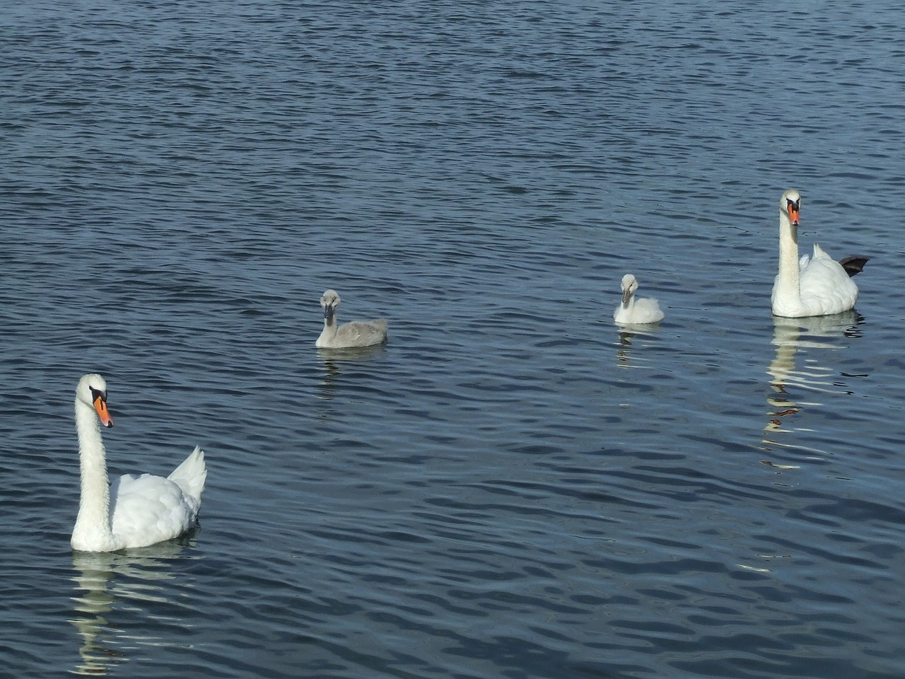 baby swans swans water free photo