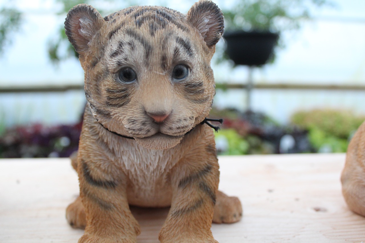 baby tiger tiger baby free photo