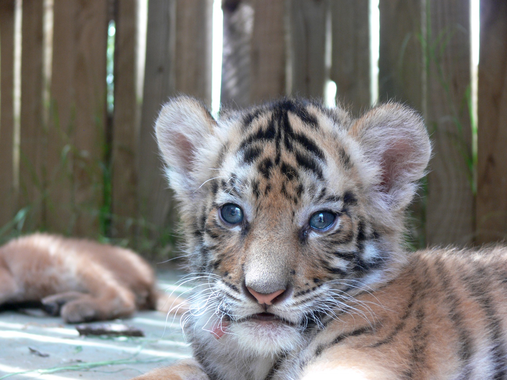 baby animal tiger cub free photo