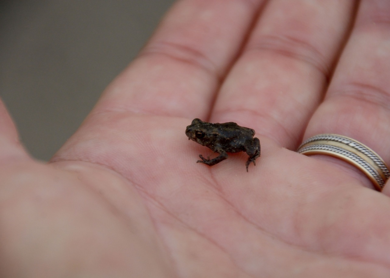 baby toad  tiny  macro free photo