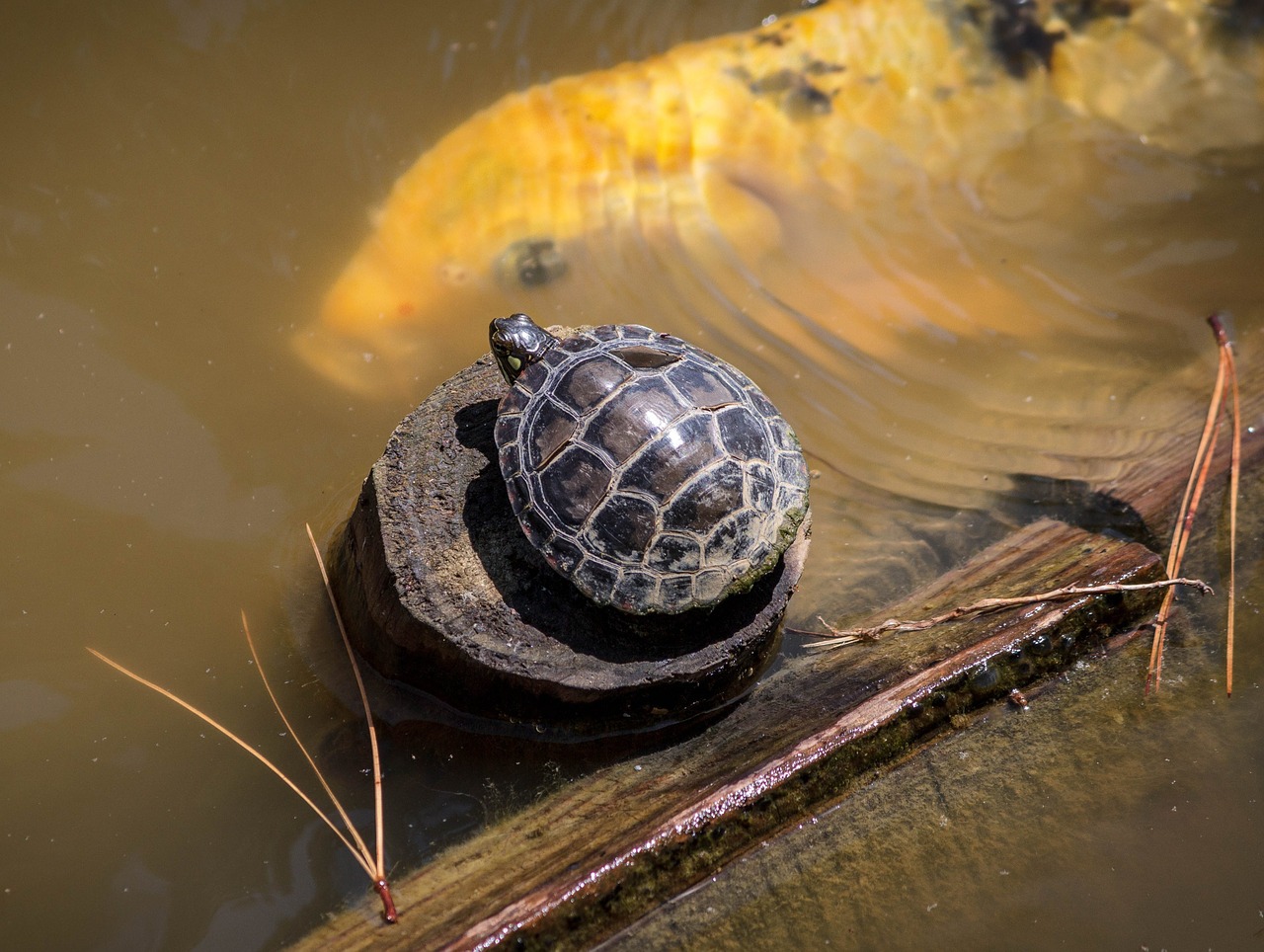 baby turtle small turtle red eared slider free photo