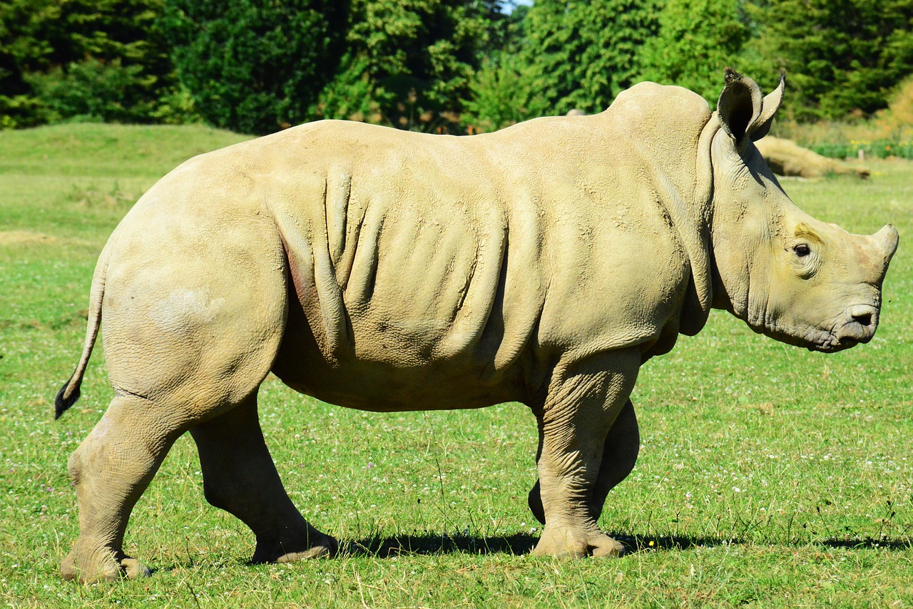 baby white rhino  muddy rhino  rhinoceros free photo