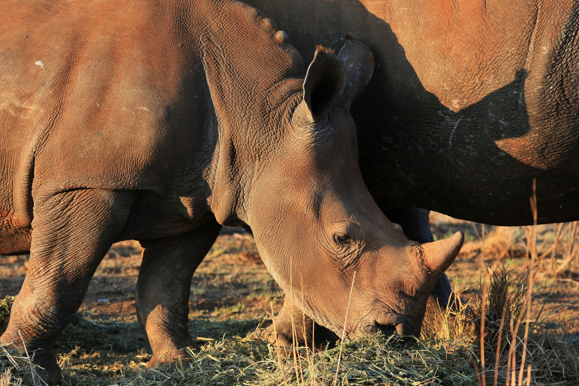 animal rhinoceros white free photo