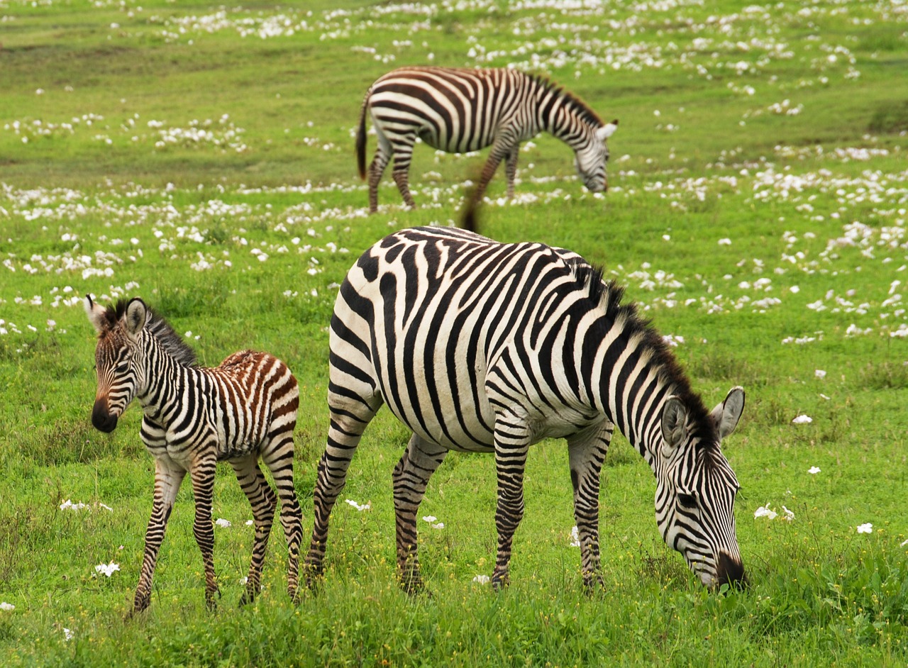 baby zebra safari serengeti free photo