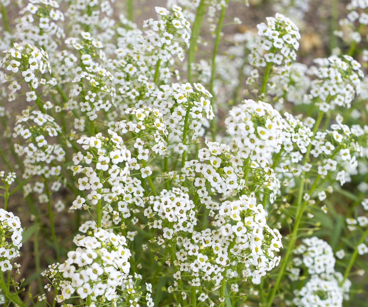 baby's breath flowers white free photo