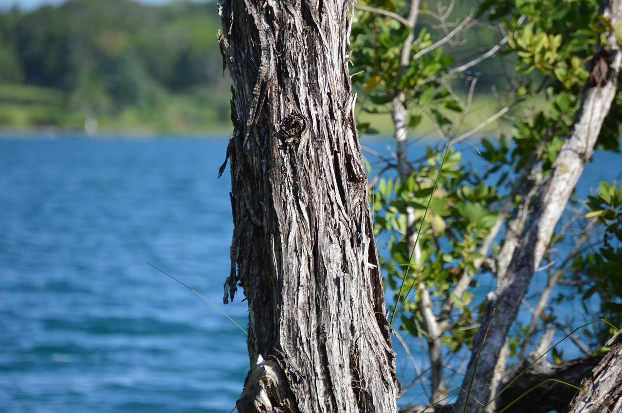 bacalar laguna water free photo