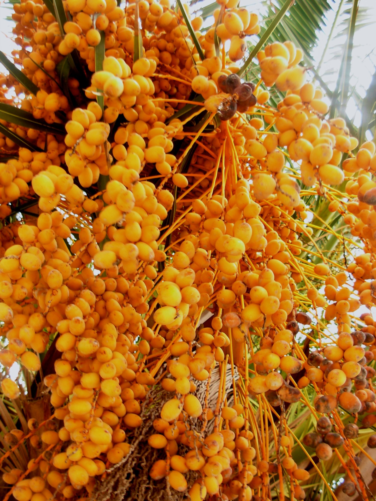 berries nature palm free photo