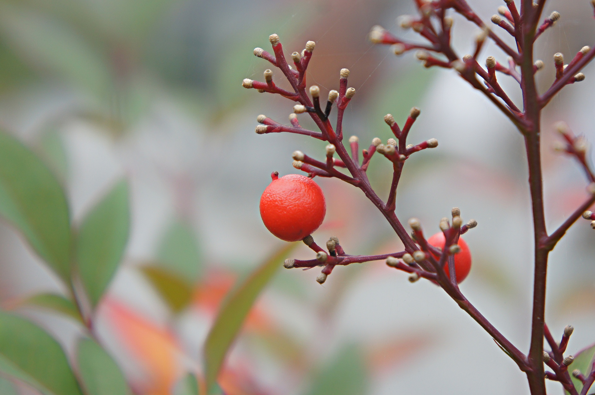 berries fruits red free photo