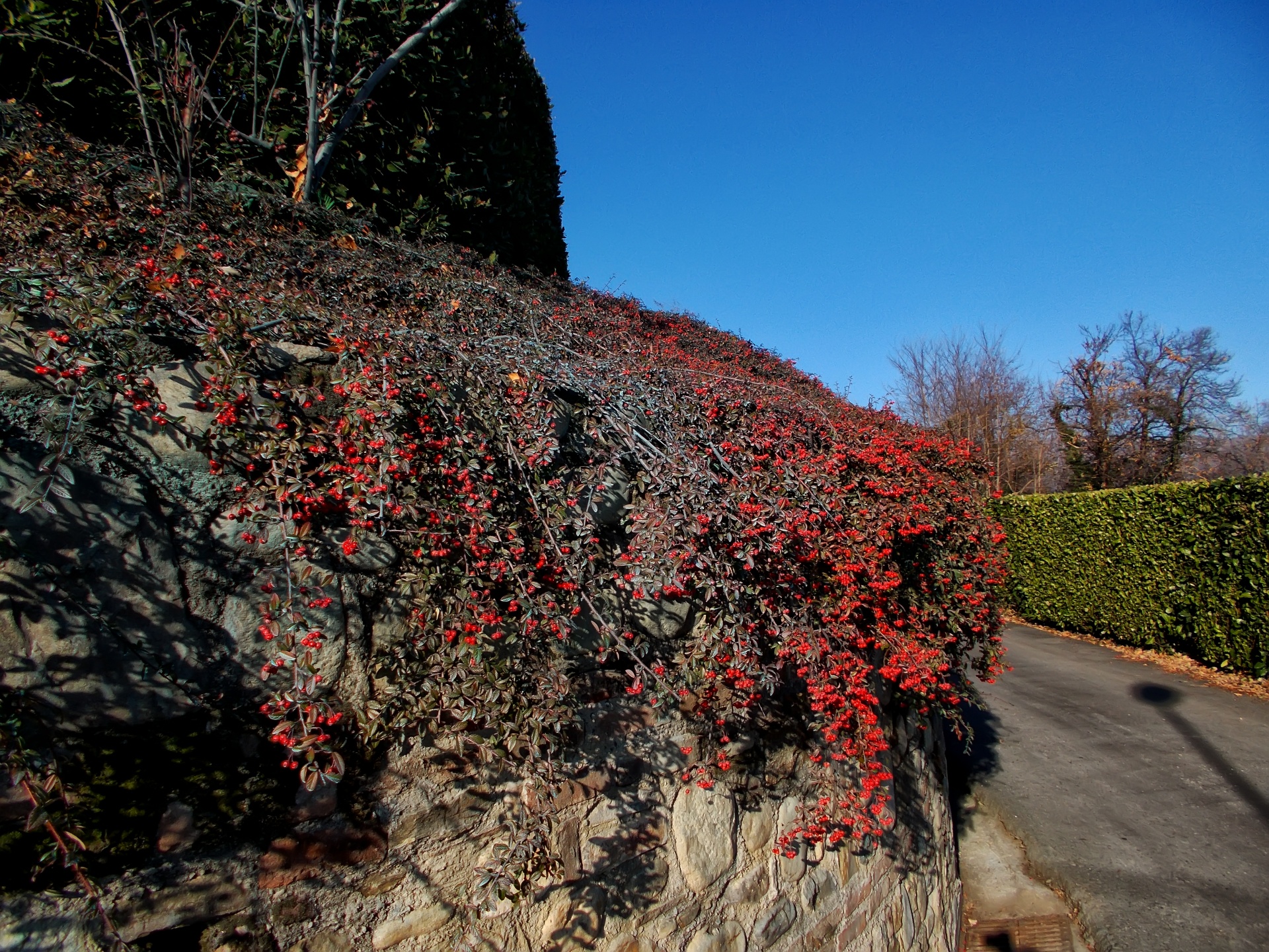 berries berry red free photo