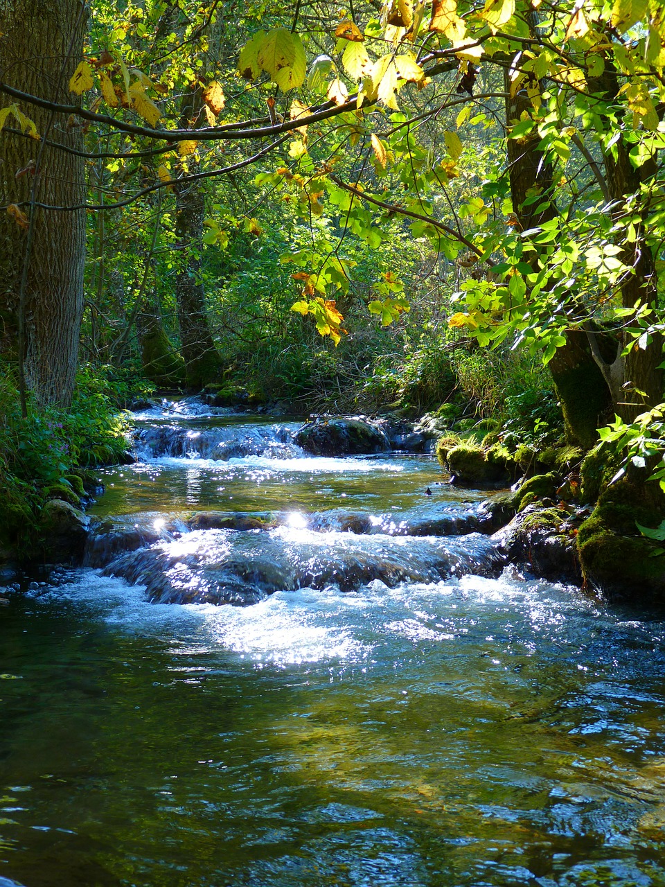 bach creek river free photo