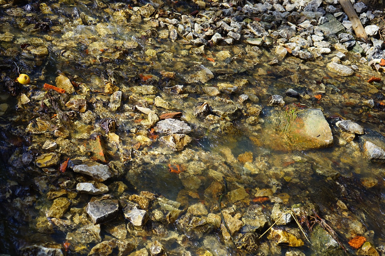 bach creek waters free photo