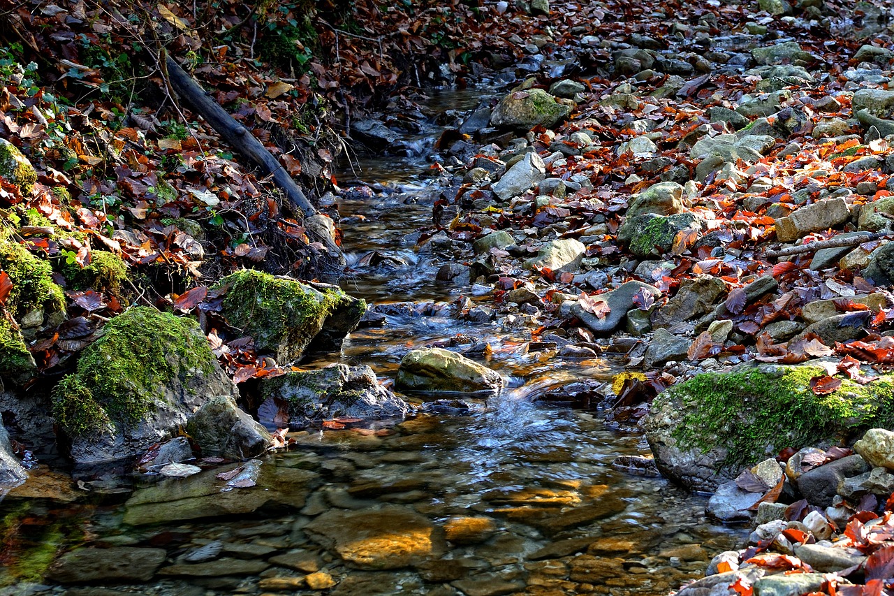 bach stream bed nature free photo
