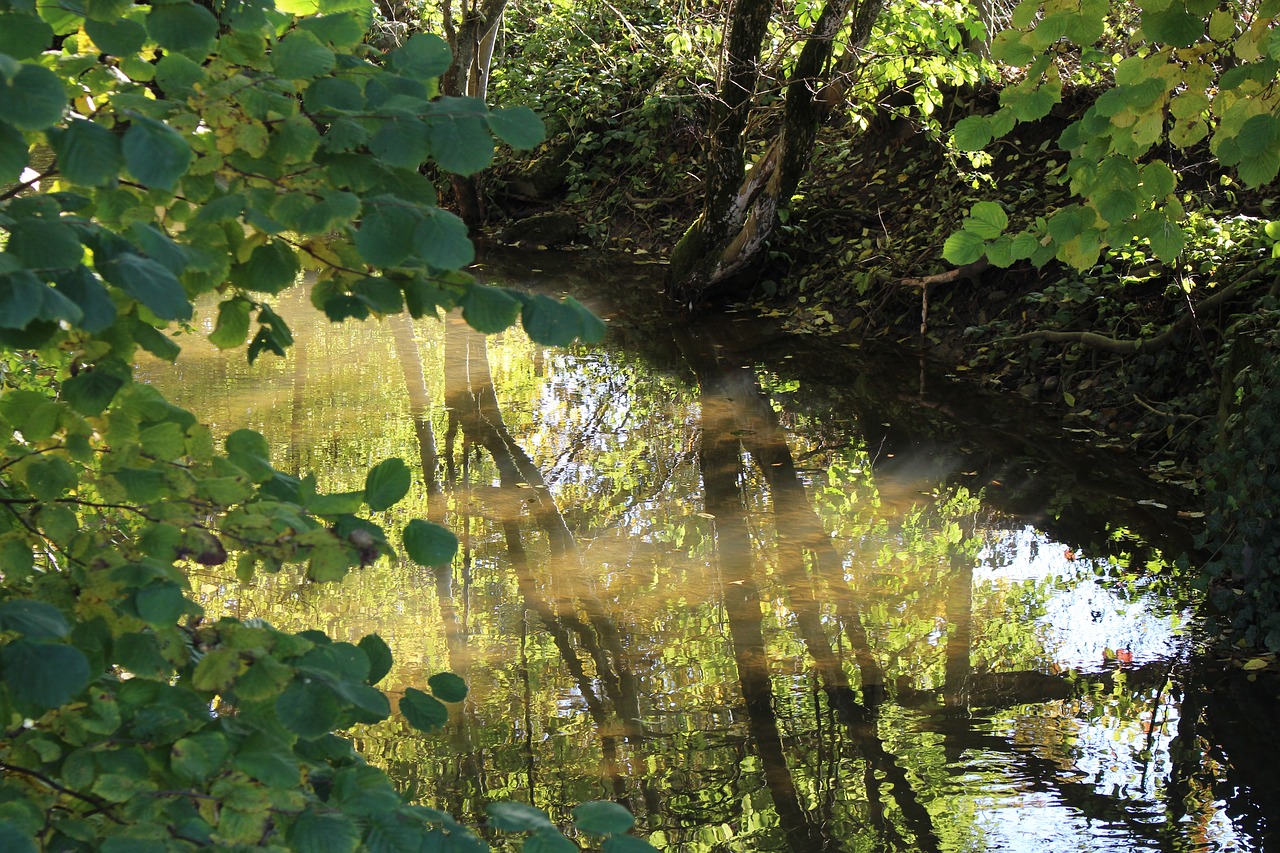 bach mirroring reflection free photo