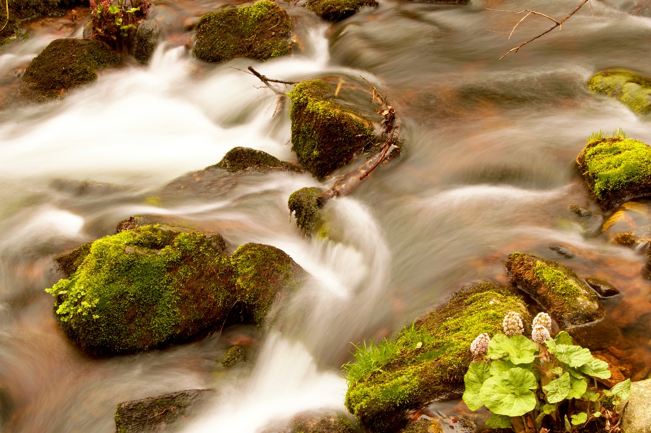 bach black forest forest free photo