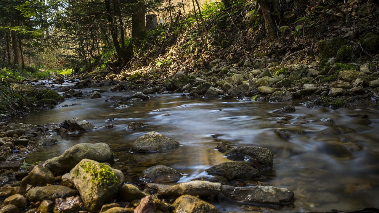 bach forest water free photo