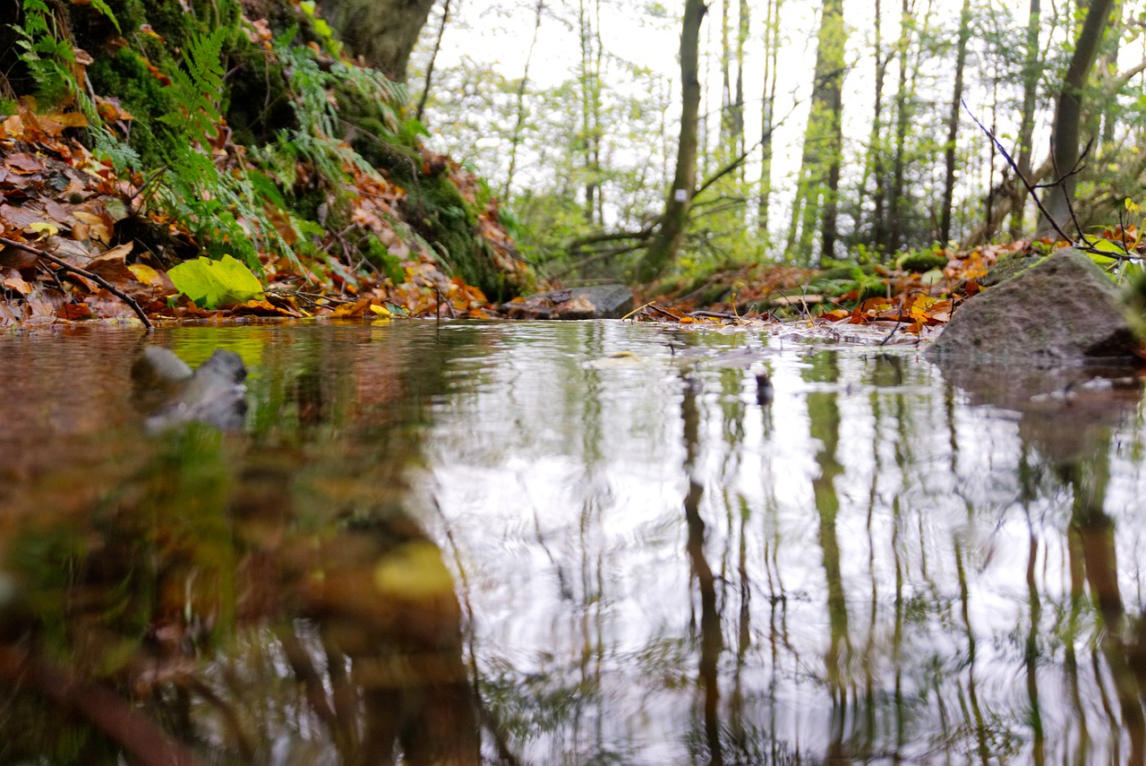 bach forest mirroring free photo