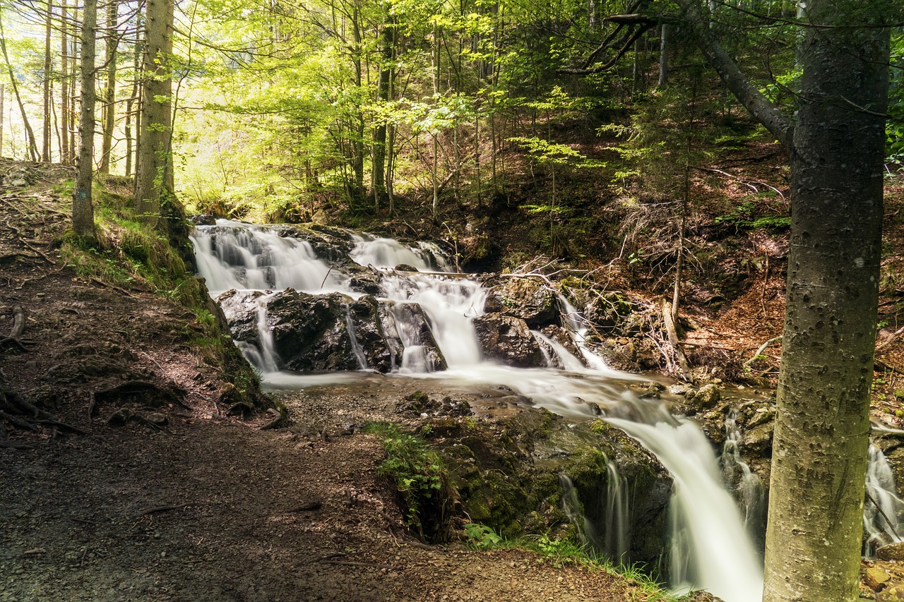 bach  river  nature free photo