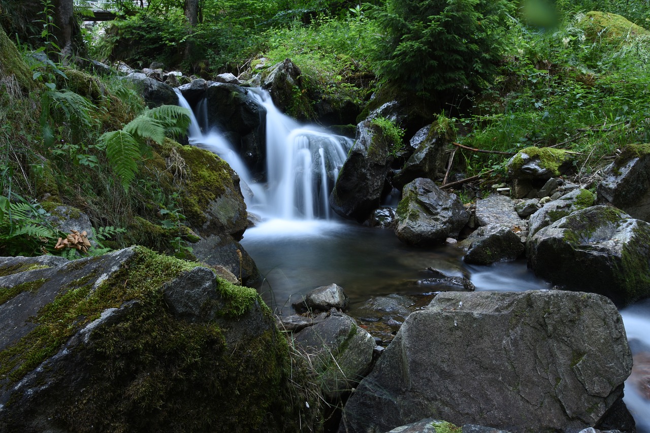 bach  nature  black forest free photo