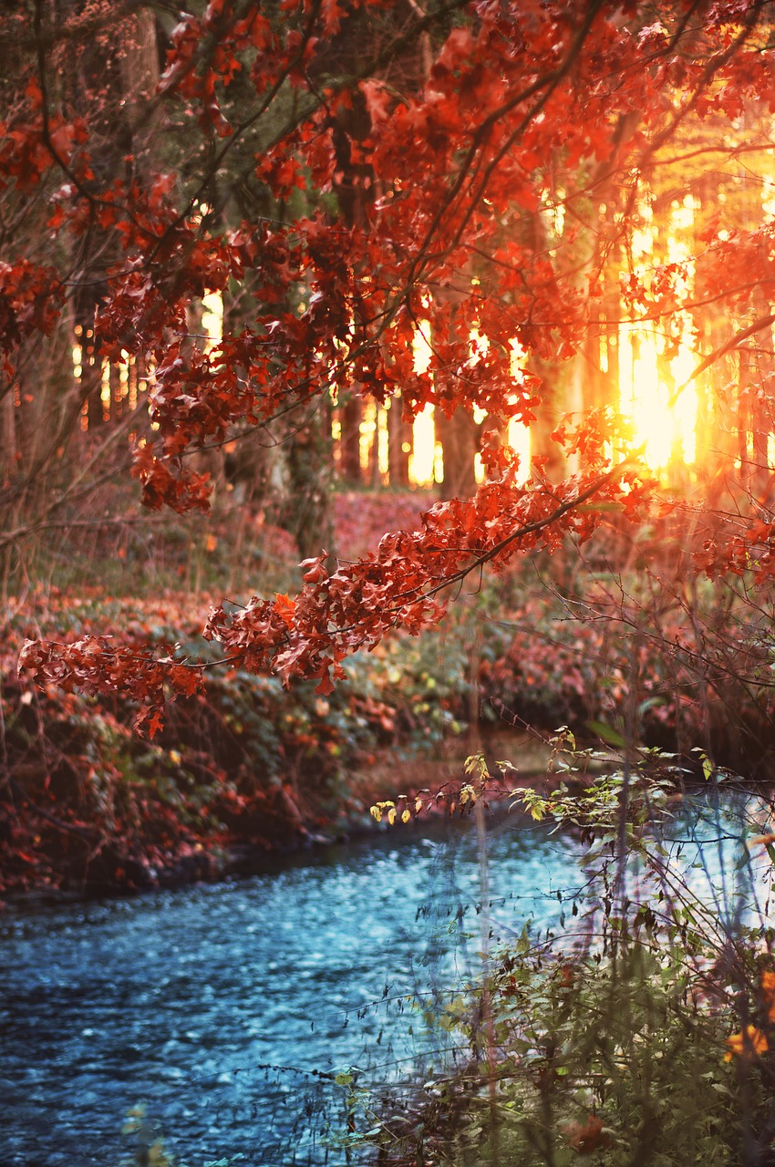 bach  forest  trees free photo