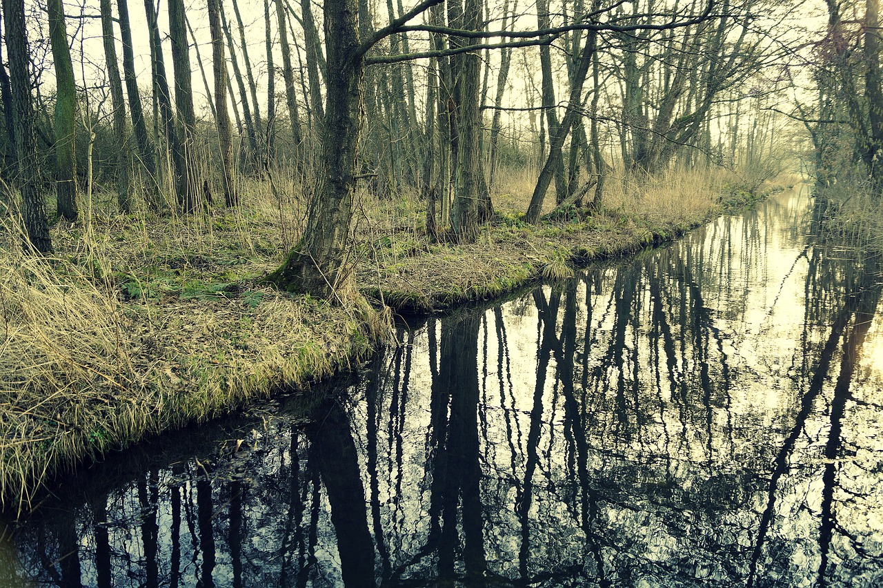 bach  trees  mirror image free photo