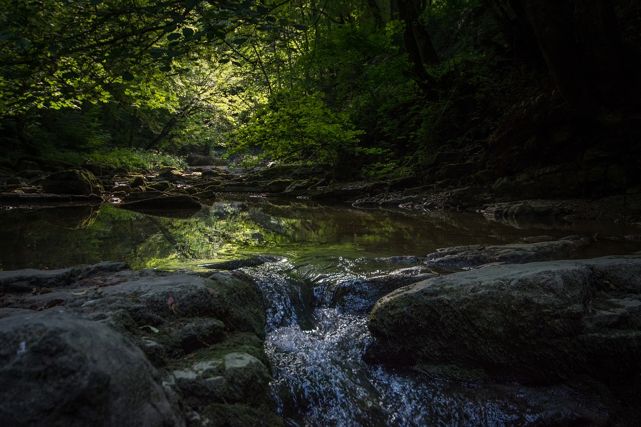 bach  river  nature free photo