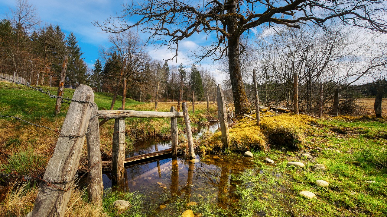 bach  meadow  tree free photo