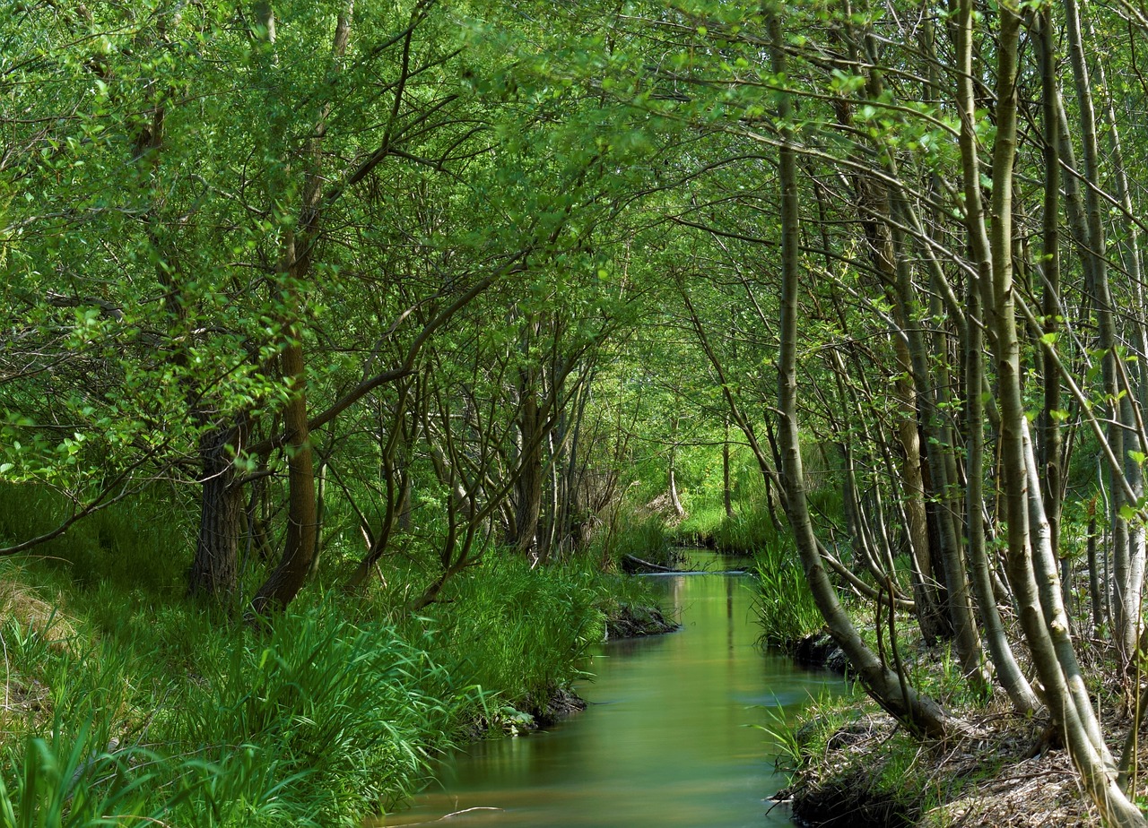 bach  forest  landscape free photo