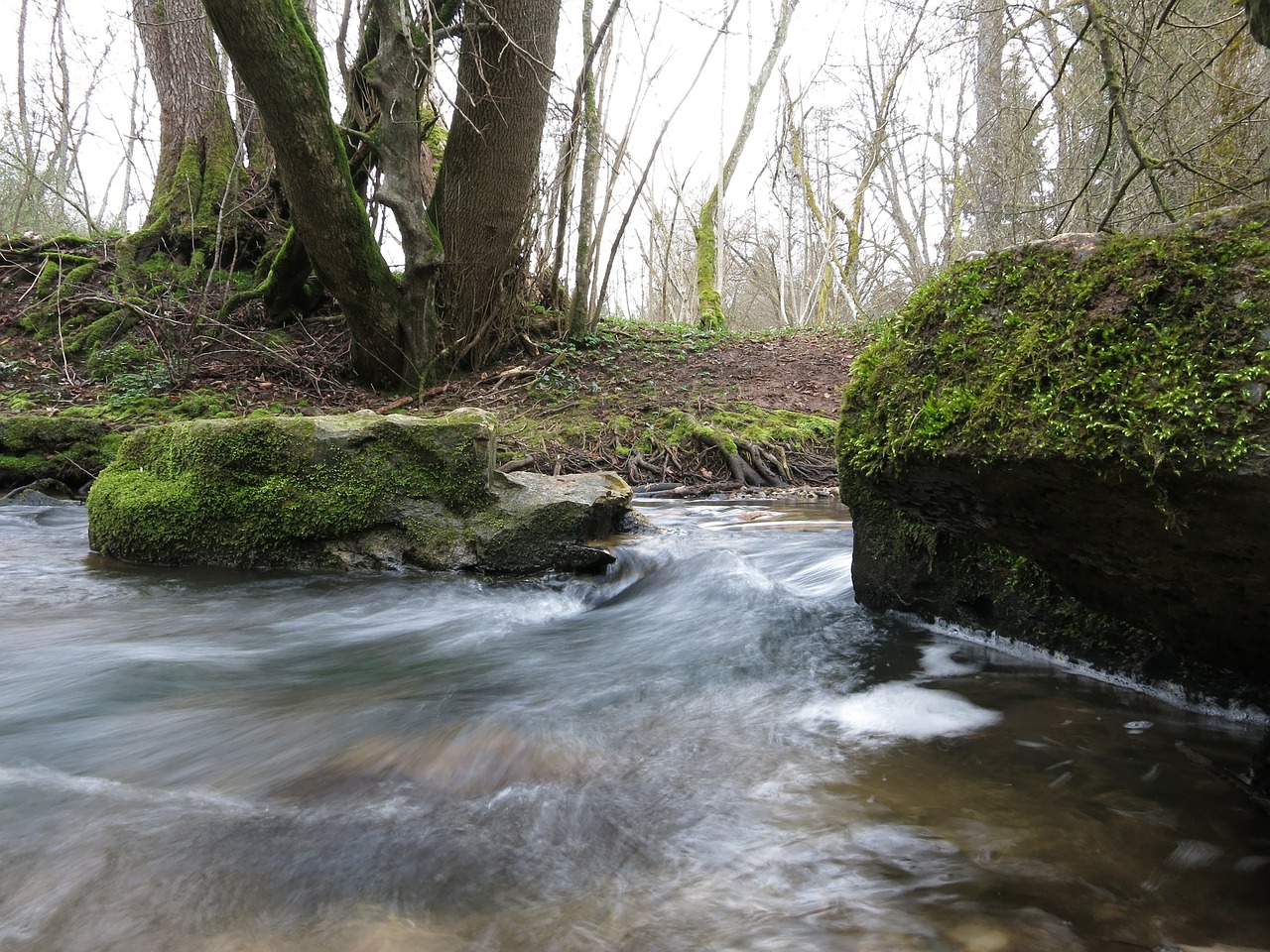 bach moss water free photo