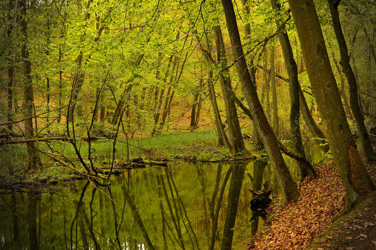 bach  creek  waters free photo