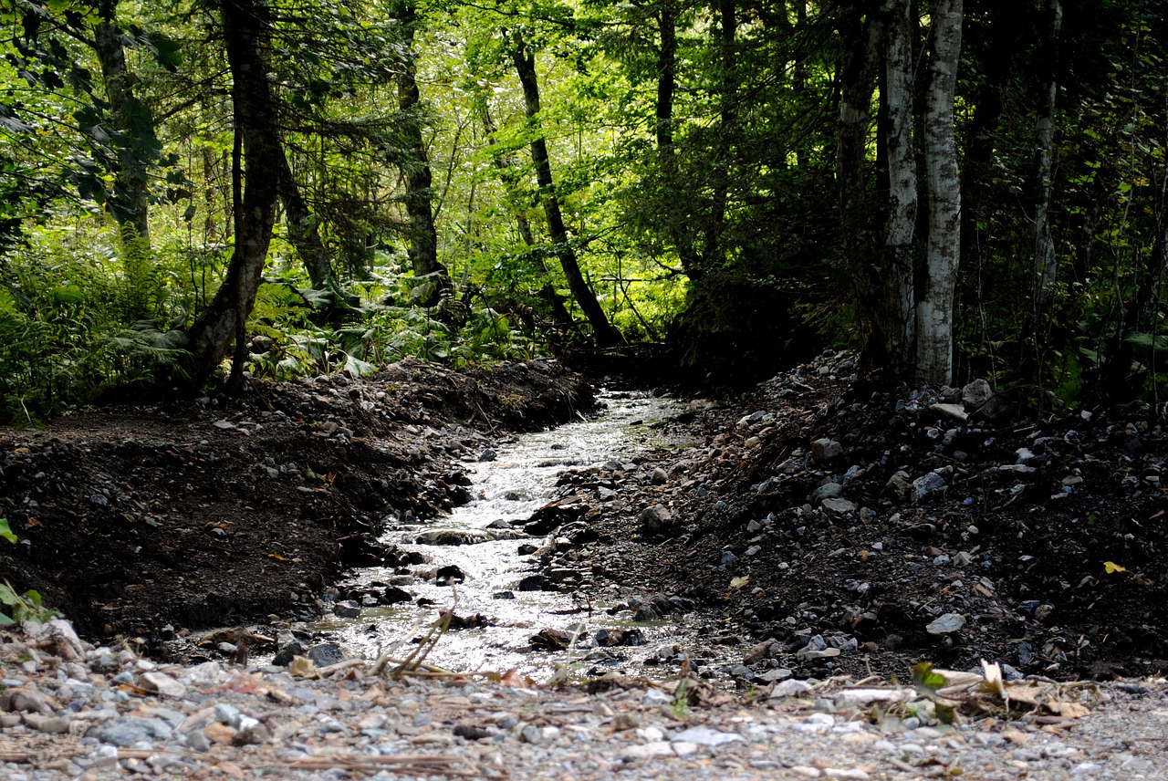 bach  forest  water free photo