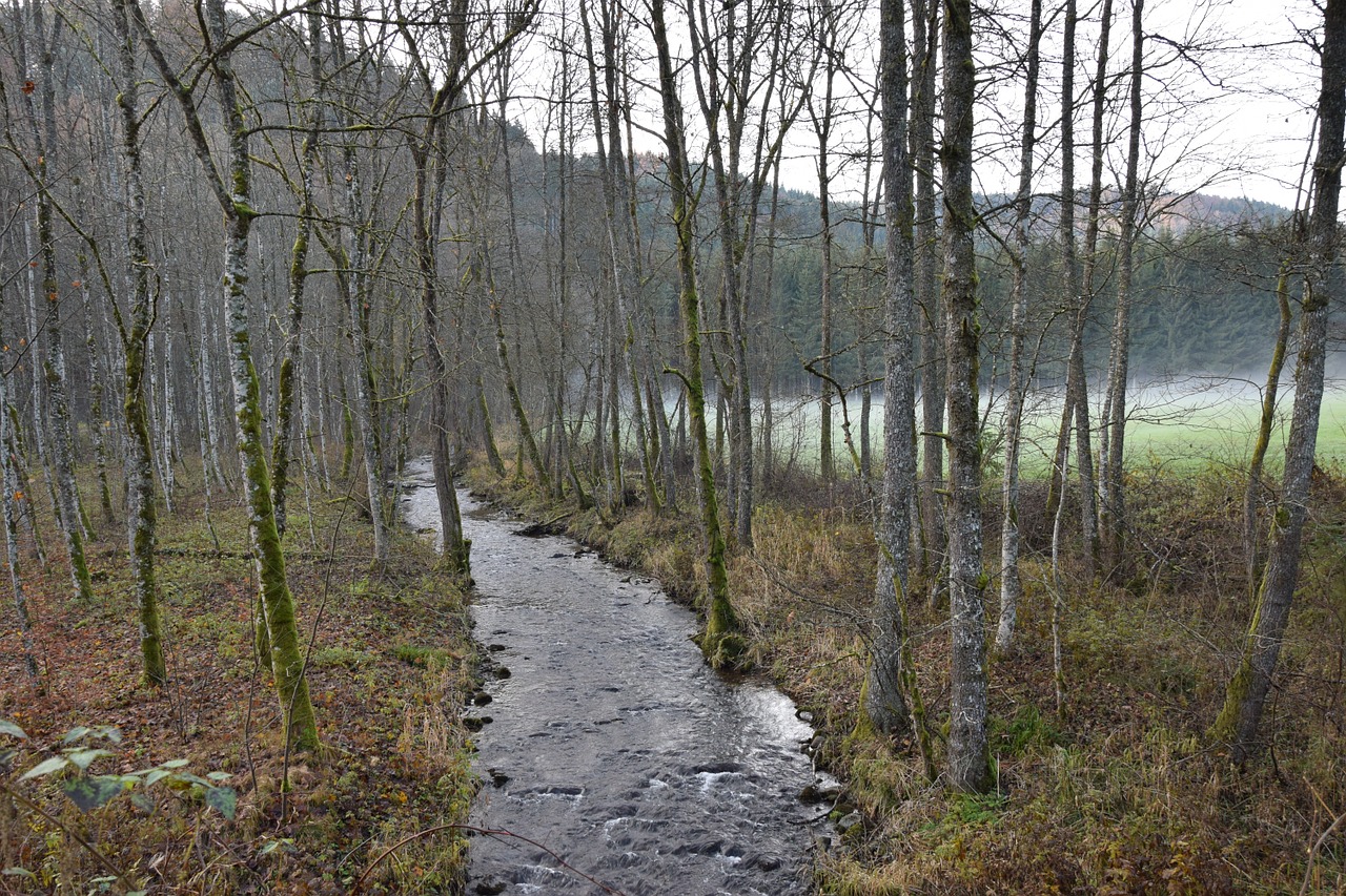 bach trees autumn free photo