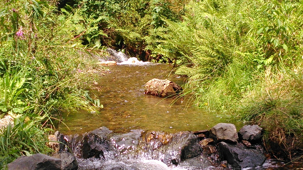 bach water running nature free photo