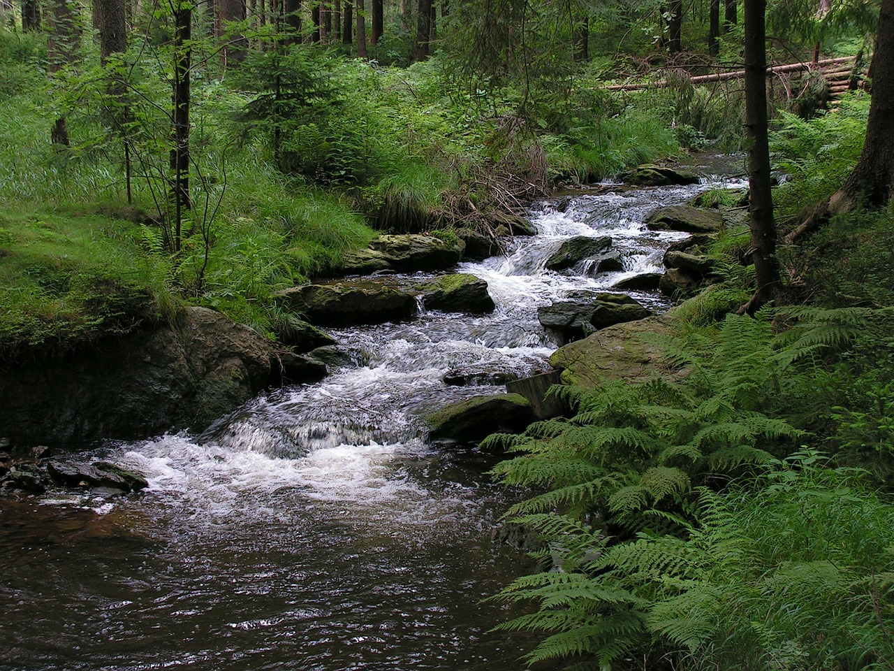 bach forest geyer free photo