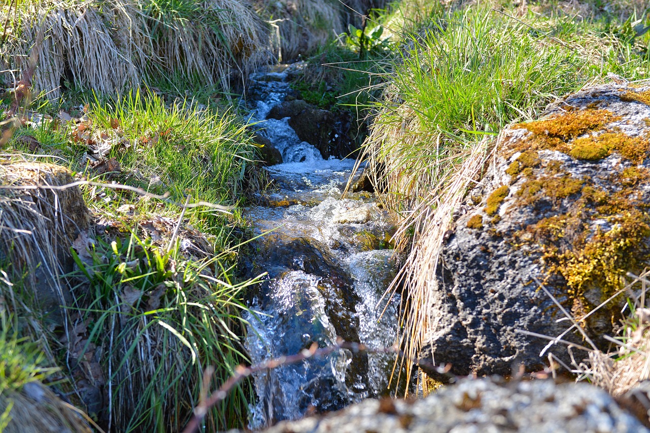 bach natural stream wiesenbach free photo