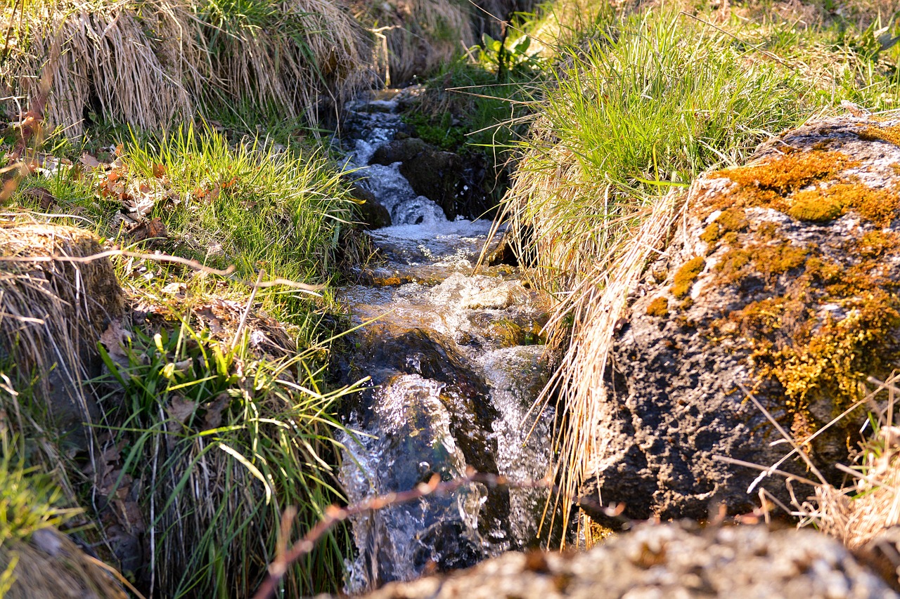 bach natural stream wiesenbach free photo