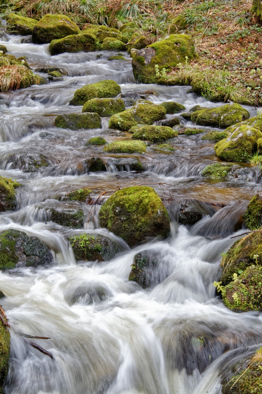 bach water nature free photo