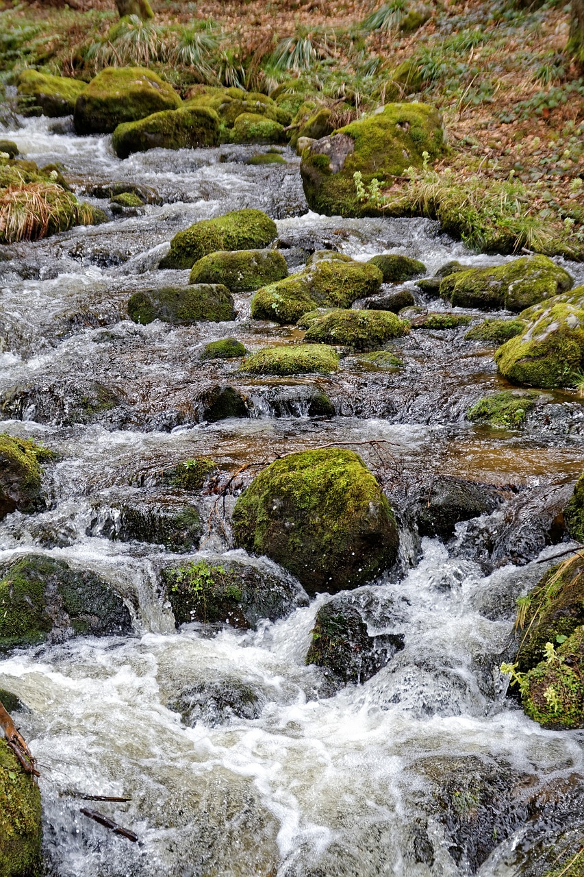 bach water nature free photo