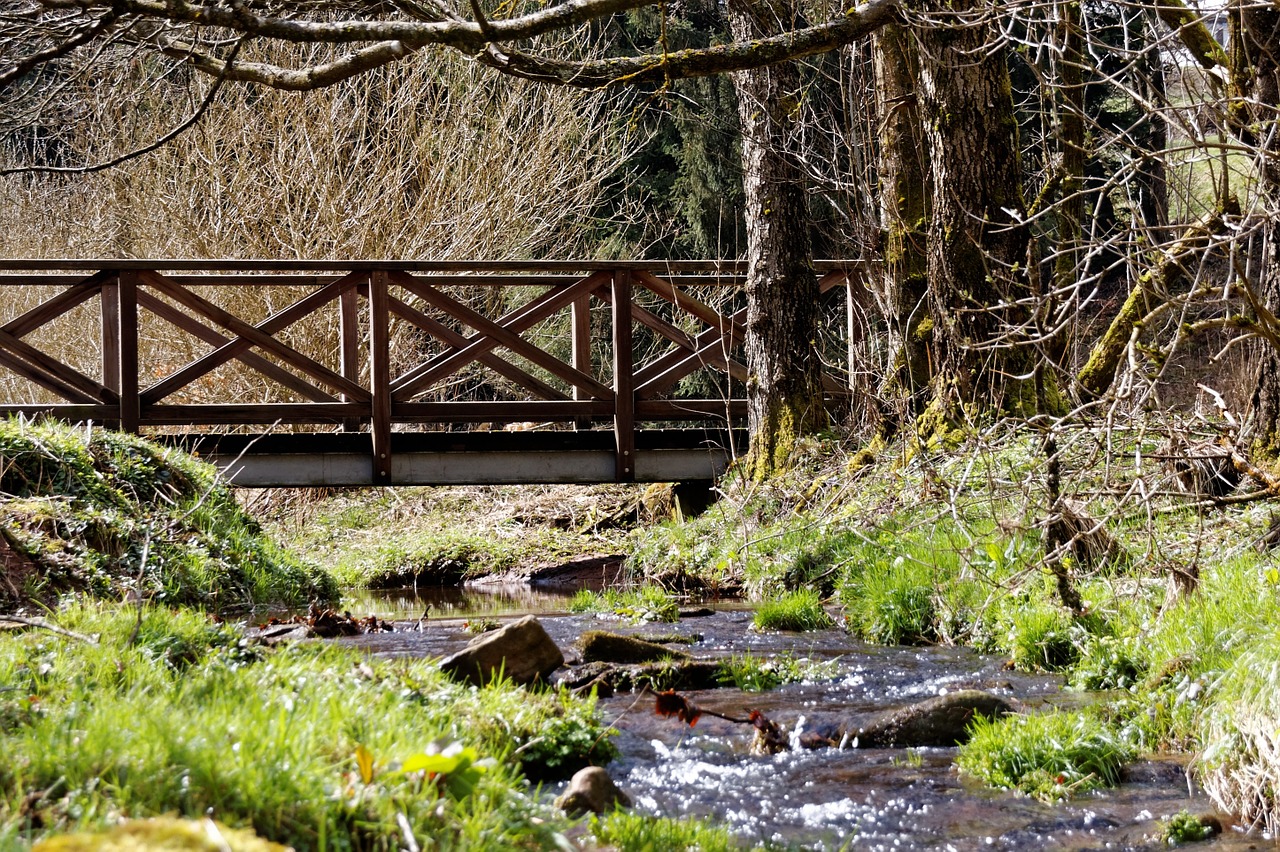 bach water forest free photo