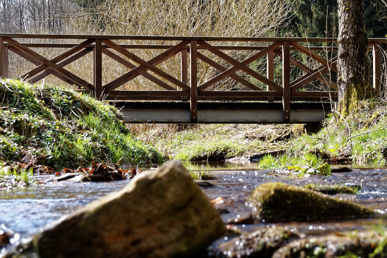 bach water forest free photo