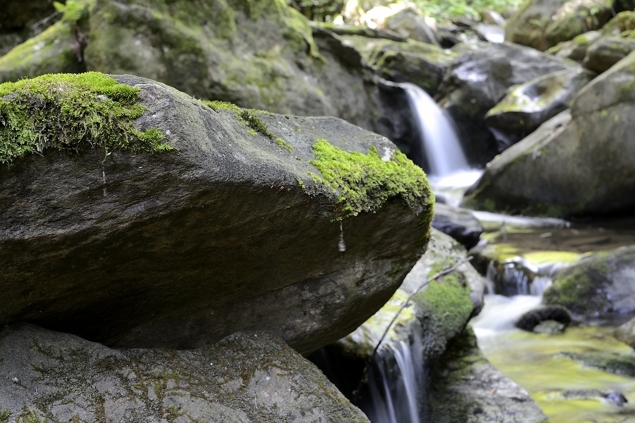 bach nature austria free photo