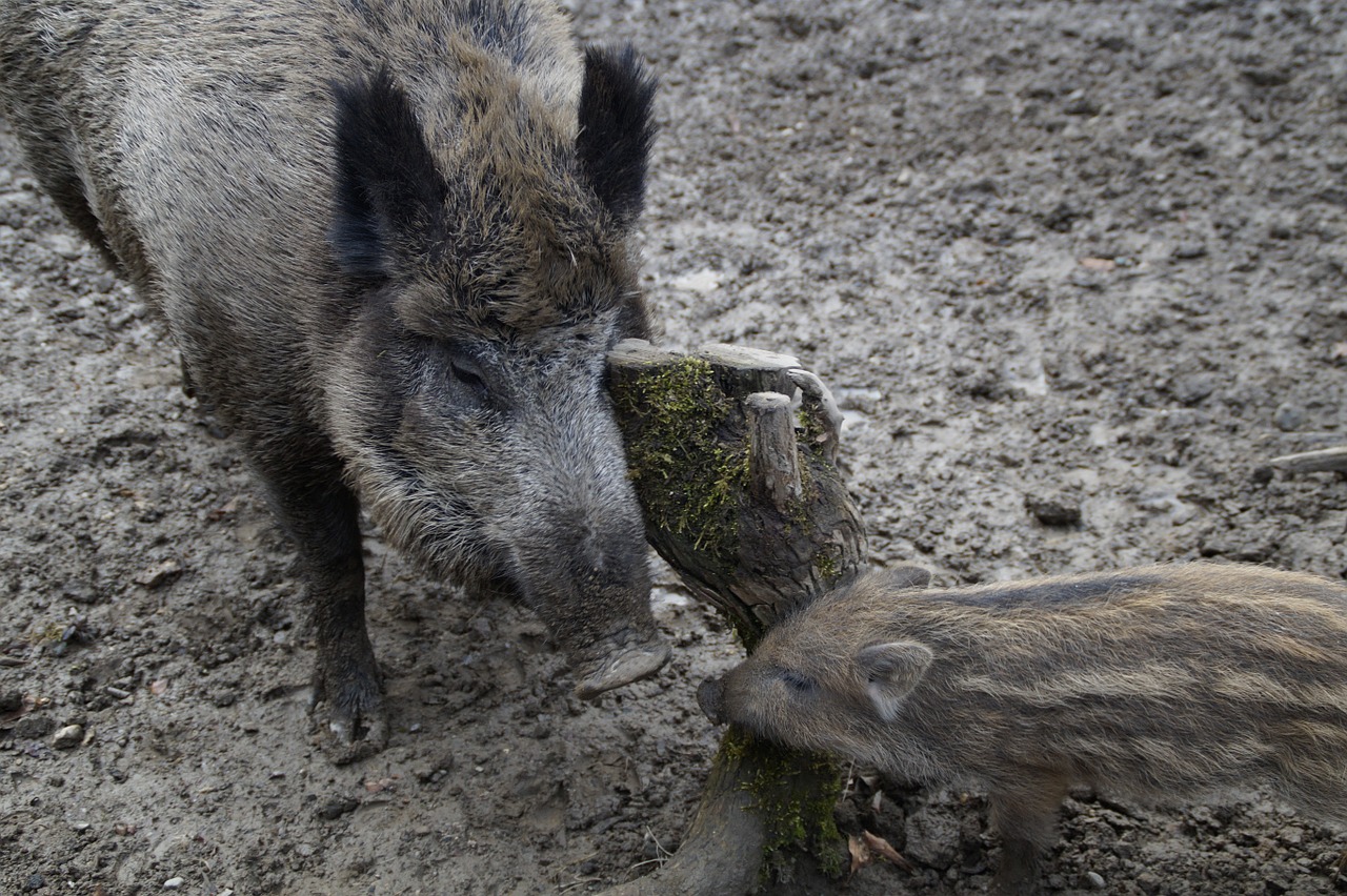 bache launchy wild boars free photo