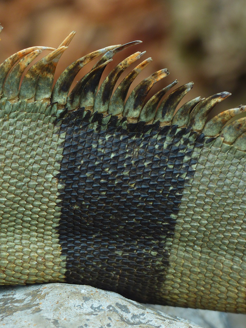 back comb green iguana iguana free photo