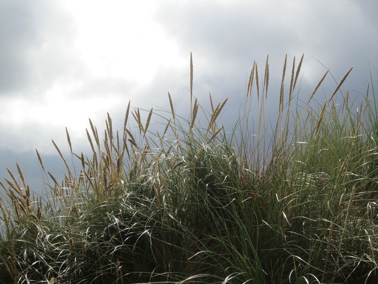 back light grass grasses free photo